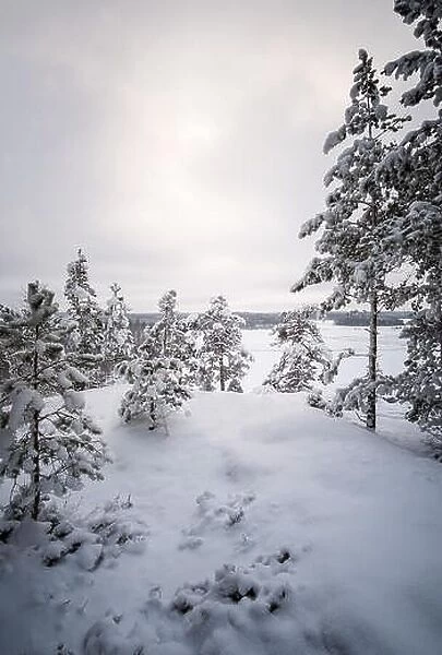 Scenic view with snow covered trees at winter evening in Finland