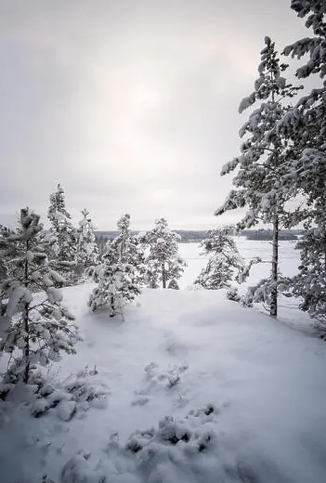 Framed Print : Scenic view with snow covered trees at winter evening in Finland Framed Print : Scenic view with snow covered trees at winter evening in Finland