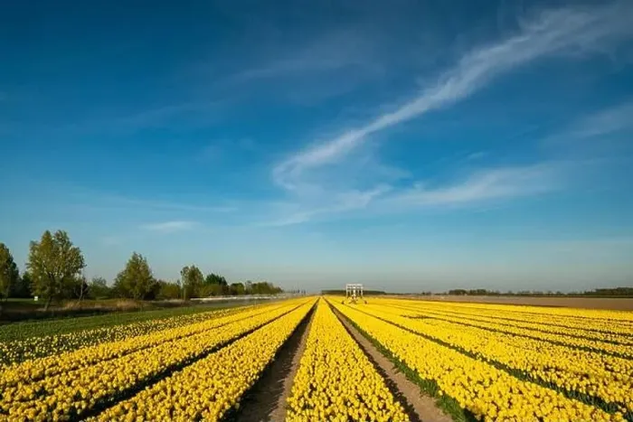Framed Print : Scenic View Of Yellow Flowering Field Against Sky, Netherlands Framed Print : Scenic View Of Yellow Flowering Field Against Sky, Netherlands