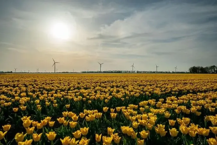 Framed Print : Scenic View Of Yellow Flowering Field Against Sky, Netherlands Framed Print : Scenic View Of Yellow Flowering Field Against Sky, Netherlands