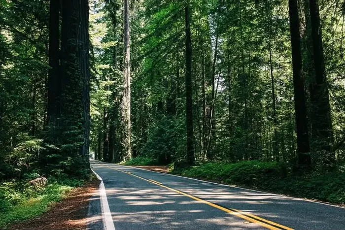 Framed Print : Scenic winding road through towering redwood trees in a forested area Framed Print : Scenic winding road through towering redwood trees in a forested area