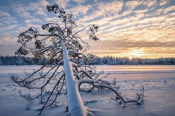 Scenic winter landscape with fallen tree and sunrise at morning time in Finland