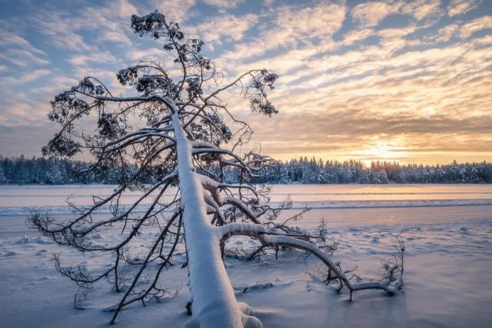 Framed Print : Scenic winter landscape with fallen tree and sunrise at morning time in Finland Framed Print : Scenic winter landscape with fallen tree and sunrise at morning time in Finland