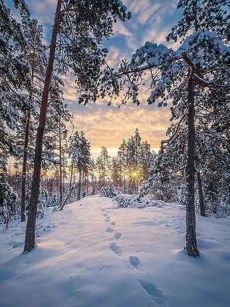 Scenic winter landscape with forest, sunrise and footprints at morning time in Finland