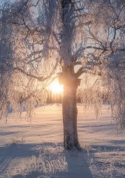 Framed Print : Scenic winter landscape with lonely scow covered tree and sunrise at morning time in Finland Framed Print : Scenic winter landscape with lonely scow covered tree and sunrise at morning time in Finland