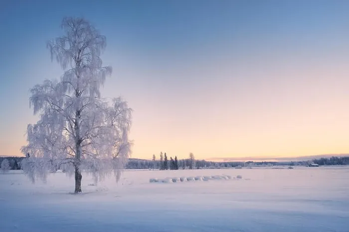 Framed Print : Scenic winter landscape with lonely scow covered tree and sunrise at morning time in Finland Framed Print : Scenic winter landscape with lonely scow covered tree and sunrise at morning time in Finland