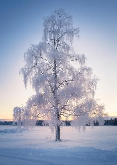 Framed Print : Scenic winter landscape with lonely scow covered tree and sunrise at morning time in Finland Framed Print : Scenic winter landscape with lonely scow covered tree and sunrise at morning time in Finland