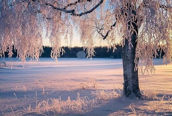 Scenic winter landscape with morning light and frosty tree in Finland