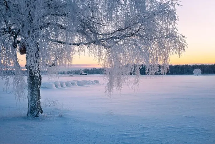 Framed Print : Scenic winter landscape with morning light and frosty tree in Finland Framed Print : Scenic winter landscape with morning light and frosty tree in Finland