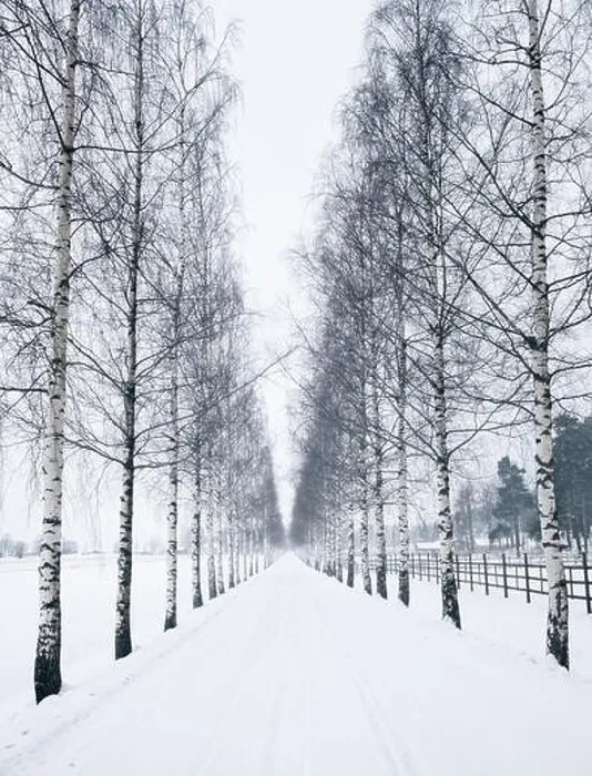 Framed Print : Scenic winter landscape with snowy road at daytime in Finland Framed Print : Scenic winter landscape with snowy road at daytime in Finland