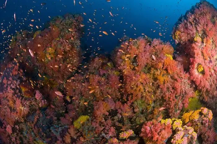 Framed Print : School of anthias fish swimming amidst a colorful reef scene of soft corals in the Philippines Framed Print : School of anthias fish swimming amidst a colorful reef scene of soft corals in the Philippines