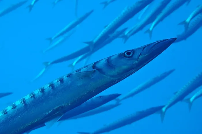 Framed Print : School of barracudas in Mediterranean Sea, Port-Cros Island, France Framed Print : School of barracudas in Mediterranean Sea, Port-Cros Island, France