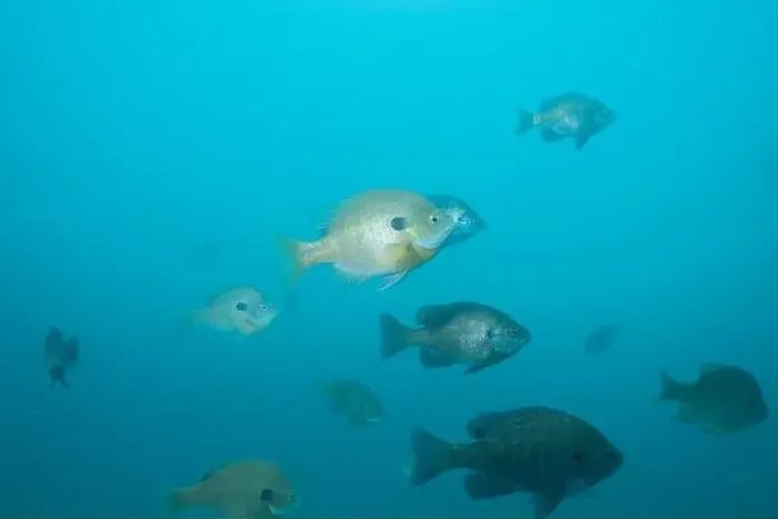 Framed Print : School of bluegill in clear blue water Framed Print : School of bluegill in clear blue water