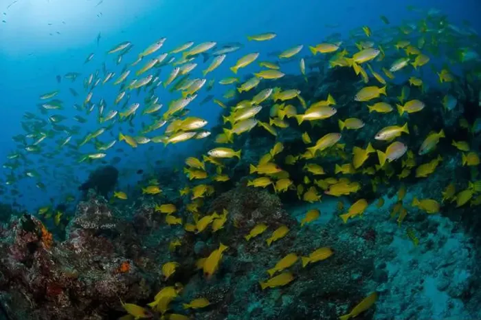 Framed Print : School of common bluestripe snapper (Lutjanus kasmira) over the Great Barrier Reef Framed Print : School of common bluestripe snapper (Lutjanus kasmira) over the Great Barrier Reef