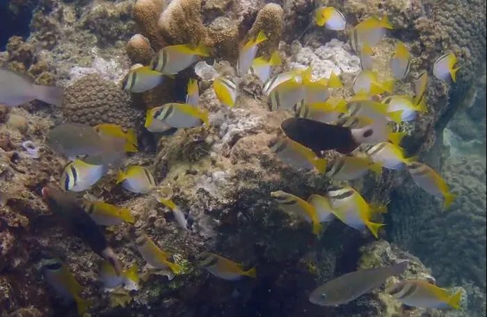 Framed Print : A school of coral fish swims and feeds on algae over a dead coral reef Framed Print : A school of coral fish swims and feeds on algae over a dead coral reef