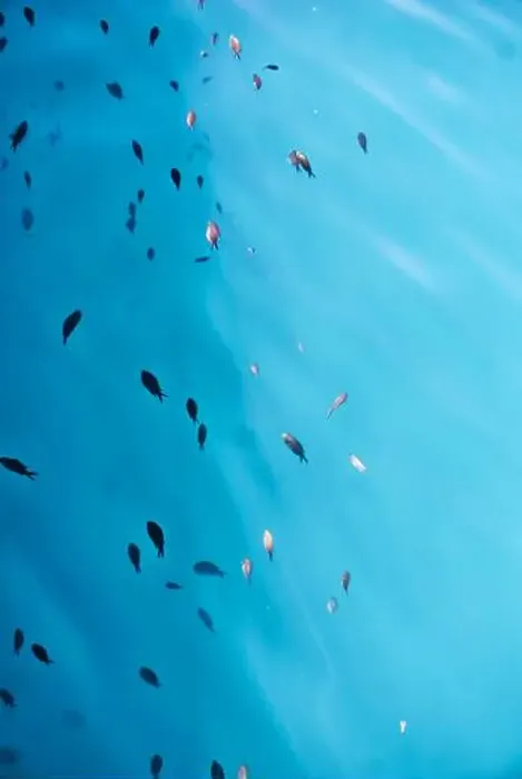 Framed Print : School of fish in the sea Framed Print : School of fish in the sea