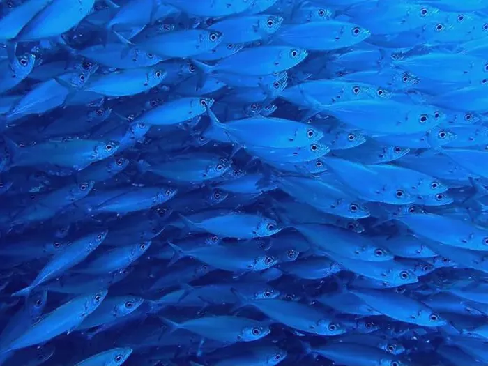 Framed Print : School of fish with many small fish in the sea of Curacao Framed Print : School of fish with many small fish in the sea of Curacao