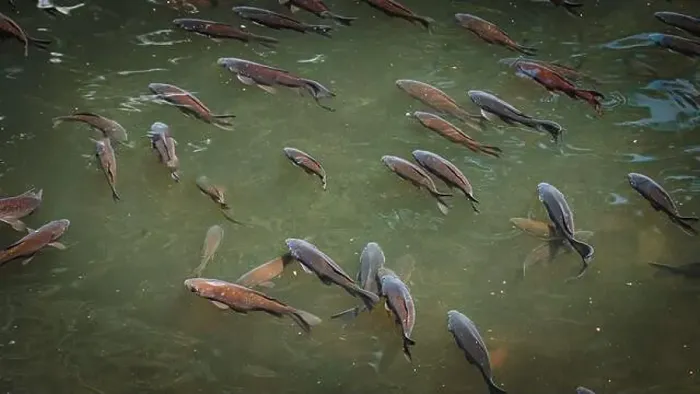Framed Print : A school of fish swimming near riverbank Framed Print : A school of fish swimming near riverbank