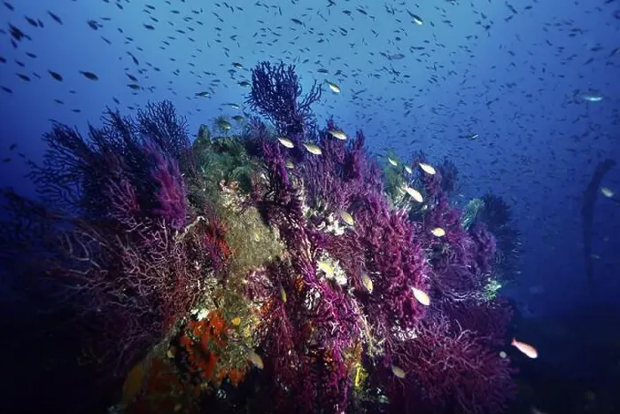 Framed Print : A school of fish swimming over a part of a wreck overgrown with Violescent sea-whip (Paramuricea clavata) Framed Print : A school of fish swimming over a part of a wreck overgrown with Violescent sea-whip (Paramuricea clavata)
