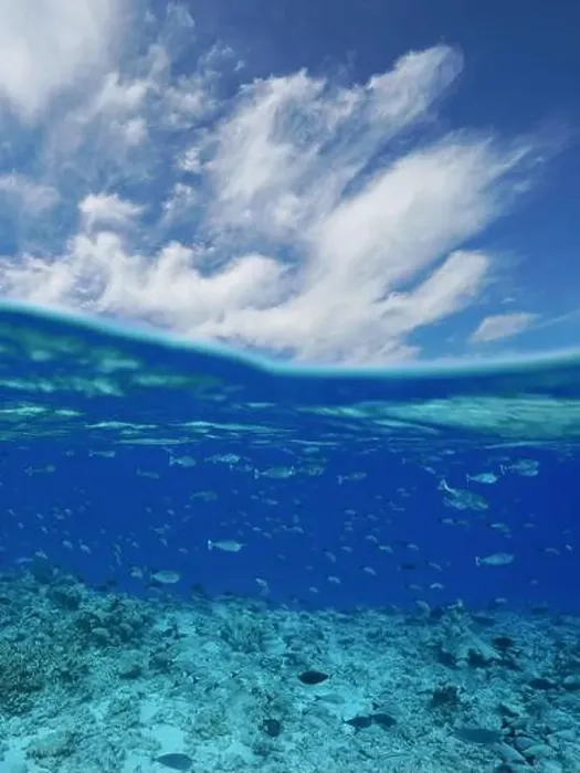 Framed Print : School of fish underwater with blue sky and cloud
