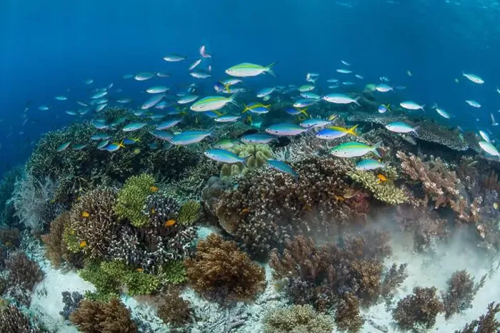 Framed Print : School of fusilier fish swimming over a reef in Cenderawasih Bay, Indonesia Framed Print : School of fusilier fish swimming over a reef in Cenderawasih Bay, Indonesia