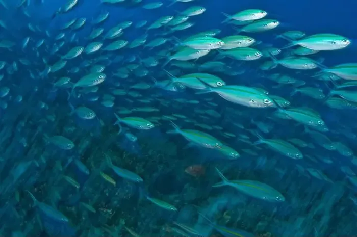 Framed Print : School of goldband fusilier fish in Lembeh Strait, North Sulawesi, Indonesia Framed Print : School of goldband fusilier fish in Lembeh Strait, North Sulawesi, Indonesia