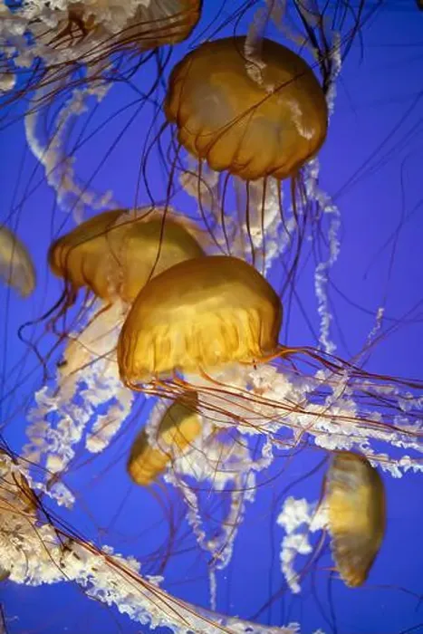 Framed Print : School of golden jellyfish swimming gracefully in deep blue water Framed Print : School of golden jellyfish swimming gracefully in deep blue water