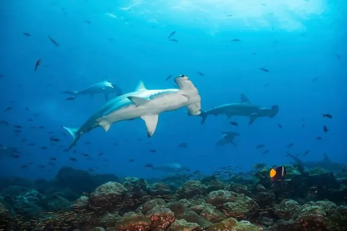 Framed Print : A school of hammerhead sharks, Galapagos Framed Print : A school of hammerhead sharks, Galapagos