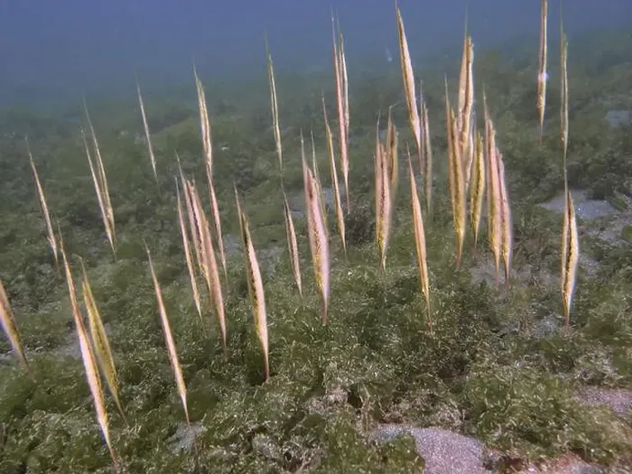 Framed Print : A school of jointed razorfish, razorfish (Aeoliscus strigatus) standing vertically amidst sea greenery Framed Print : A school of jointed razorfish, razorfish (Aeoliscus strigatus) standing vertically amidst sea greenery