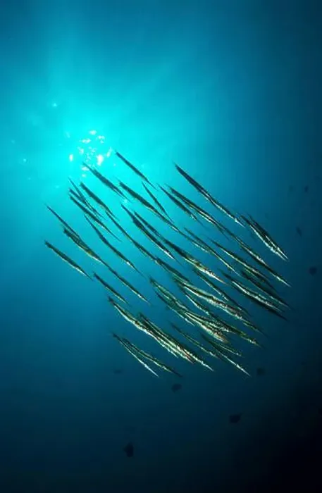 Framed Print : School of razorfish silhouetted against the sun, Manado, North Sulawesi, Indonesia Framed Print : School of razorfish silhouetted against the sun, Manado, North Sulawesi, Indonesia