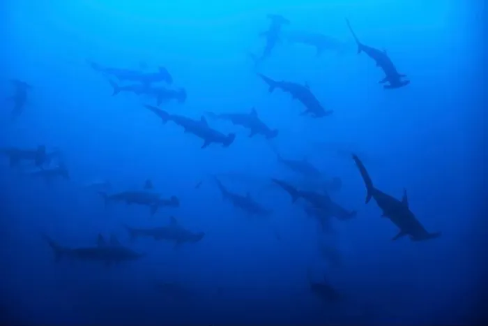 Framed Print : A school of scalloped hammerhead sharks Framed Print : A school of scalloped hammerhead sharks