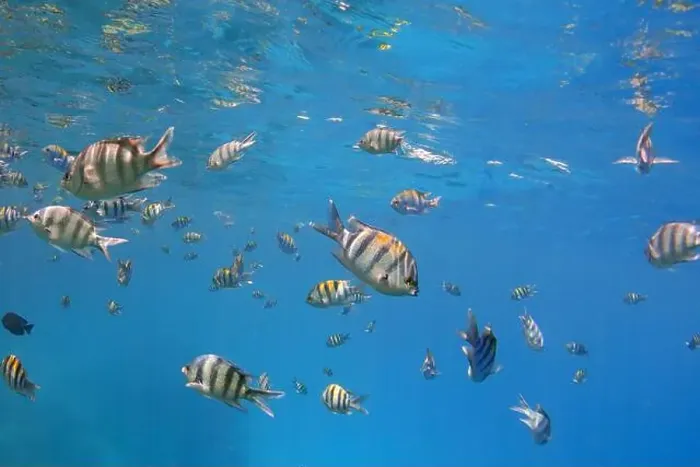 Framed Print : School of sergeant fishes and reflections on the surface of the blue sea, underwater Framed Print : School of sergeant fishes and reflections on the surface of the blue sea, underwater