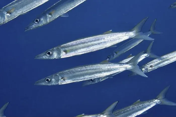 Framed Print : A school of silver bigeye barracudas (Sphyraena forsteri) swimming in blue water Framed Print : A school of silver bigeye barracudas (Sphyraena forsteri) swimming in blue water