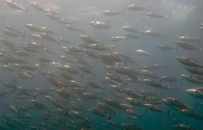 Framed Print : A school of Skipjack Tuna (Katsuwonus pelamis) in Cabo San Lucas, BCS, Mexico Framed Print : A school of Skipjack Tuna (Katsuwonus pelamis) in Cabo San Lucas, BCS, Mexico