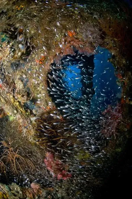 Framed Print : School of sweeper fish coming through a hole in the hull of the Liberty Wreck, Bali, Indonesia Framed Print : School of sweeper fish coming through a hole in the hull of the Liberty Wreck, Bali, Indonesia