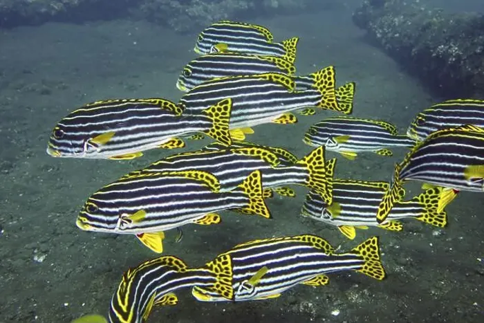 Framed Print : A school of yellow-black striped fish Framed Print : A school of yellow-black striped fish