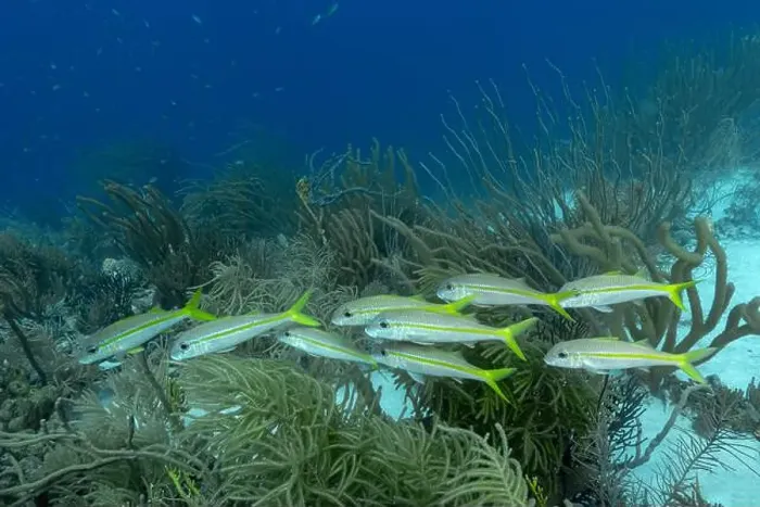 Framed Print : School of yellowfin goatfis or Mulloidichthys vanicolensis swimming above soft corals in the crystal-clear waters of Framed Print : School of yellowfin goatfis or Mulloidichthys vanicolensis swimming above soft corals in the crystal-clear waters of