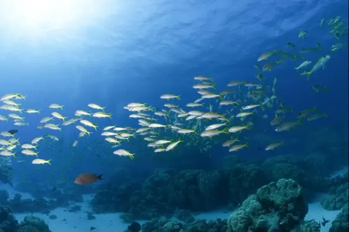 Framed Print : School of yellowfin goatfish (Mulloides vanicolensis) in the Red Sea