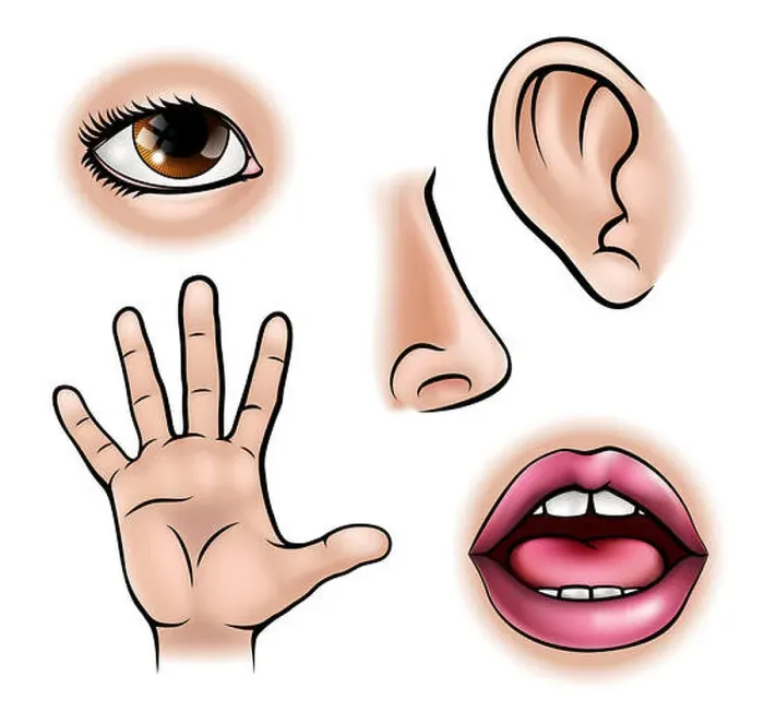 Framed Print : A science education illustration of icons representing the five senses