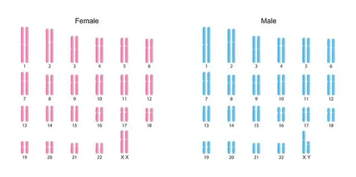Framed Print : Scientific Designing of Human Karyotype. Human Complete Set of Chromosomes. Colorful Symbols. Vector Illustration Framed Print : Scientific Designing of Human Karyotype. Human Complete Set of Chromosomes. Colorful Symbols. Vector Illustration
