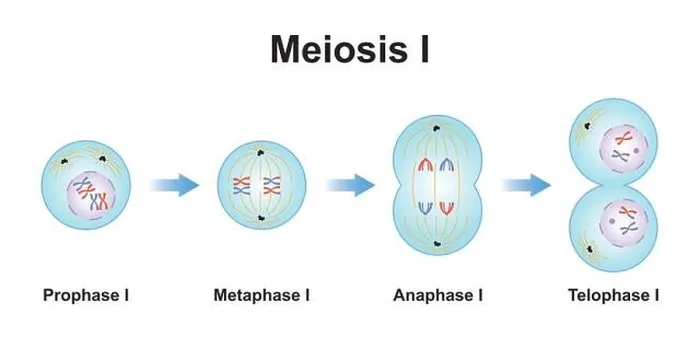 Framed Print : Scientific Designing of Meiosis 1. The First Stage of Meiosis Process. Colorful Symbols. Vector Illustration Framed Print : Scientific Designing of Meiosis 1. The First Stage of Meiosis Process. Colorful Symbols. Vector Illustration