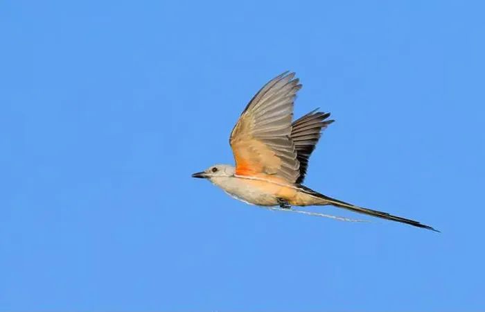 Framed Print : Scissor-tailed flycatcher (Tyrannus forficatus) flying with a piece of rope collected as the nesting material Framed Print : Scissor-tailed flycatcher (Tyrannus forficatus) flying with a piece of rope collected as the nesting material