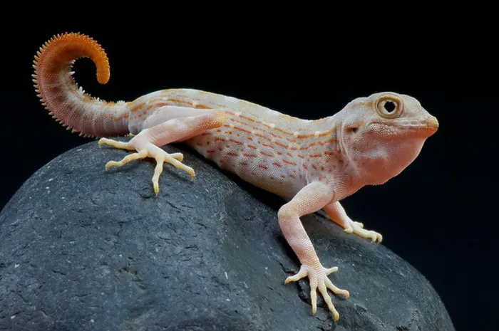 Framed Print : Scorpion tailed gecko / Pristurus carteri Framed Print : Scorpion tailed gecko / Pristurus carteri