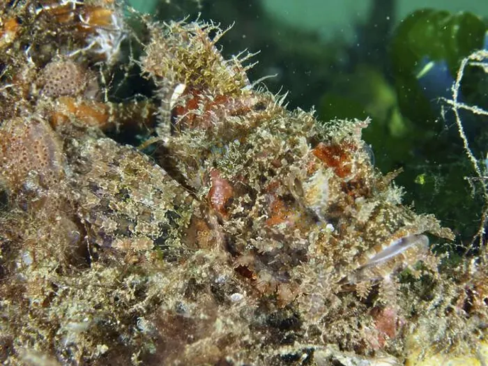 Framed Print : A scorpionfish, Papua scorpionfish (Scorpaenopsis papuensis)