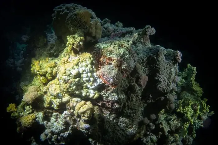 Framed Print : Scorpionfish in Red Sea near Marsa Alam by night, Egypt