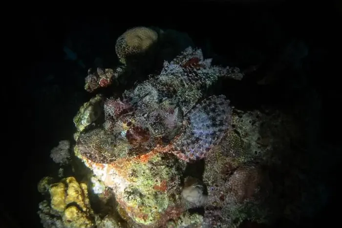 Framed Print : Scorpionfish in Red Sea near Marsa Alam by night, Egypt Framed Print : Scorpionfish in Red Sea near Marsa Alam by night, Egypt