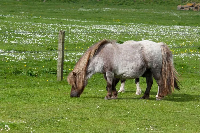 Framed Print : Scotland, Shetland Islands, Mainland, Lerwick. Purebred Shetland ponies Framed Print : Scotland, Shetland Islands, Mainland, Lerwick. Purebred Shetland ponies