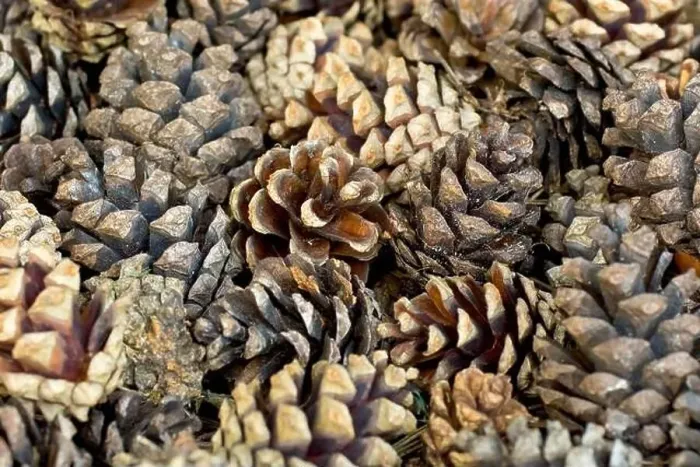Framed Print : Scot's Pine (pinus sylvestris), close up showing a multitude of old pine cones clustered on the ground beneath a tree Framed Print : Scot's Pine (pinus sylvestris), close up showing a multitude of old pine cones clustered on the ground beneath a tree