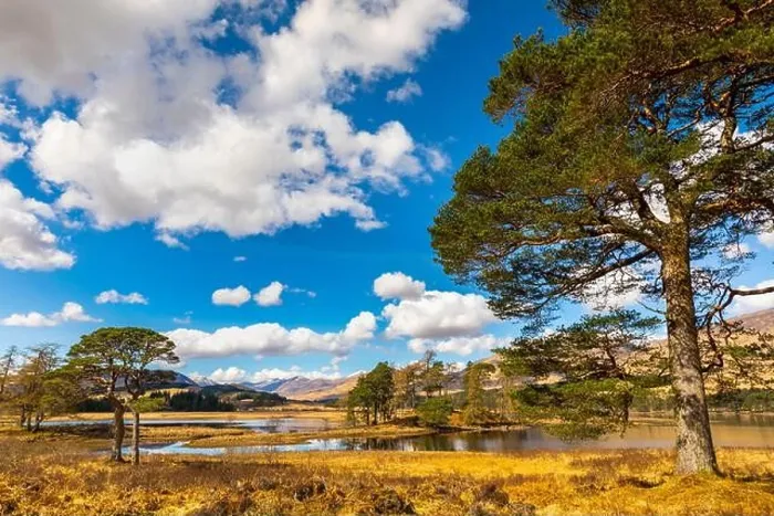 Framed Print : Scots Pine trees on the shores of Loch Tulla, Argyll and Bute, Scottish Highlands, Scotland, United Kingdom, Europe Framed Print : Scots Pine trees on the shores of Loch Tulla, Argyll and Bute, Scottish Highlands, Scotland, United Kingdom, Europe