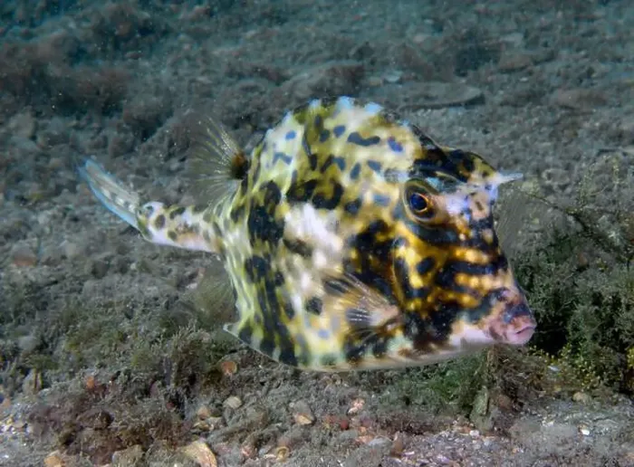 Framed Print : A Scrawled Cowfish (Acanthostracion quadricornis) in Florida, USA Framed Print : A Scrawled Cowfish (Acanthostracion quadricornis) in Florida, USA